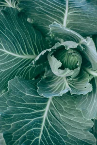 Cruciferous Vegetables List